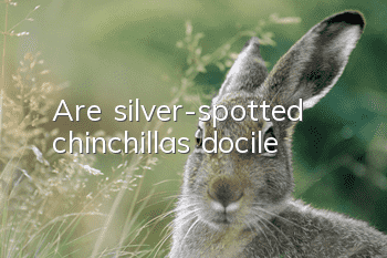 Are silver-spotted chinchillas docile?