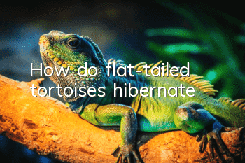 How do flat-tailed tortoises hibernate?