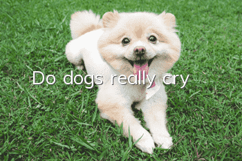 Do dogs really cry?