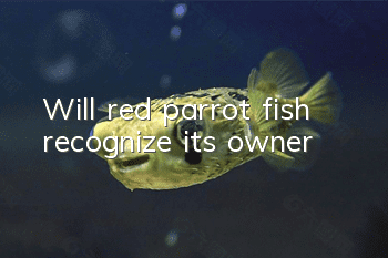 Will red parrot fish recognize its owner?