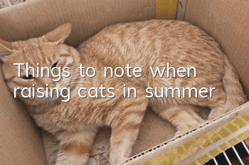 Things to note when raising cats in summer