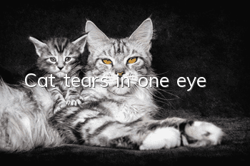 Cat tears in one eye