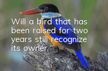 Will a bird that has been raised for two years still recognize its owner?