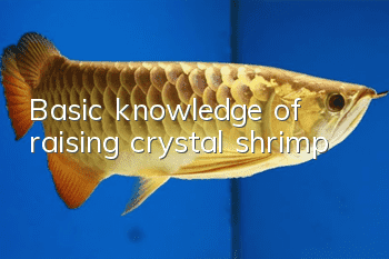 Basic knowledge of raising crystal shrimp