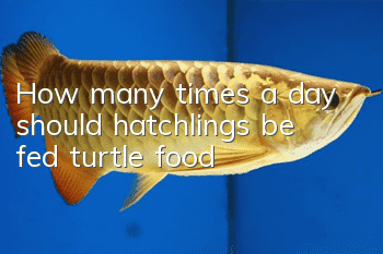 How many times a day should hatchlings be fed turtle food?