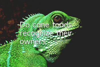 Do cane toads recognize their owners?