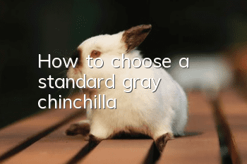 How to choose a standard gray chinchilla