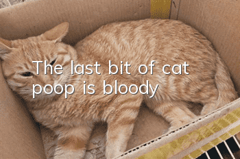 The last bit of cat poop is bloody