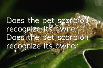 Does the pet scorpion recognize its owner? Does the pet scorpion recognize its owner?