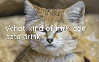 What kind of milk can cats drink?