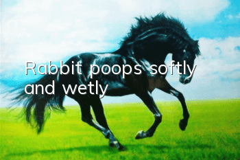 Rabbit poops softly and wetly