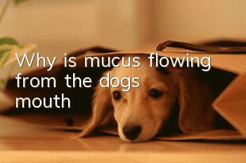 Why is mucus flowing from the dog's mouth?