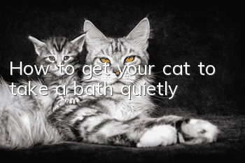 How to get your cat to take a bath quietly