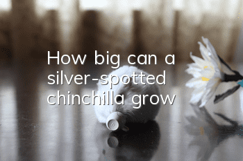 How big can a silver-spotted chinchilla grow?