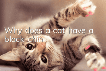 Why does a cat have a black chin?