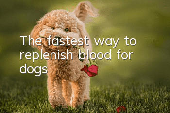 The fastest way to replenish blood for dogs