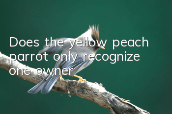 Does the yellow peach parrot only recognize one owner?