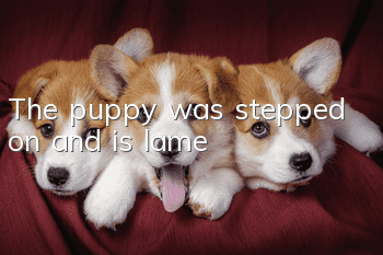 The puppy was stepped on and is lame