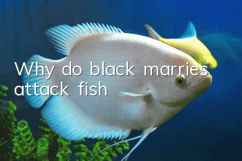 Why do black marries attack fish?