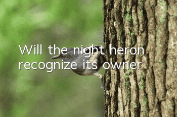 Will the night heron recognize its owner?