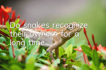 Do snakes recognize their owners for a long time?