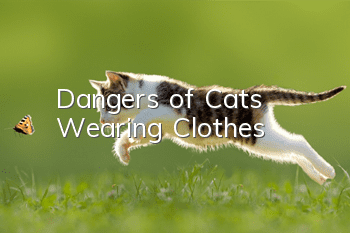 Dangers of Cats Wearing Clothes