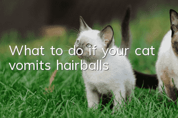 What to do if your cat vomits hairballs