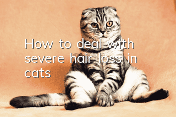 How to deal with severe hair loss in cats