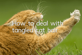 How to deal with tangled cat hair