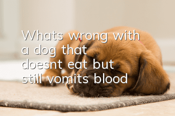 What's wrong with a dog that doesn't eat but still vomits blood?