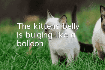 The kitten’s belly is bulging like a balloon