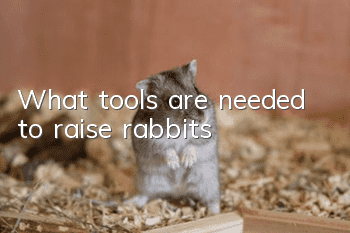 What tools are needed to raise rabbits?