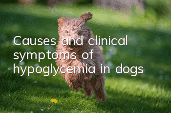 Causes and clinical symptoms of hypoglycemia in dogs