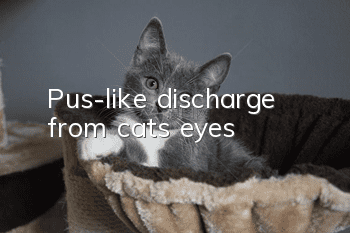 Pus-like discharge from cat’s eyes