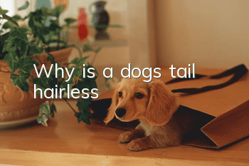 Why is a dog’s tail hairless?