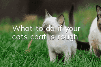 What to do if your cat’s coat is rough