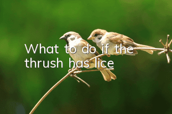 What to do if the thrush has lice