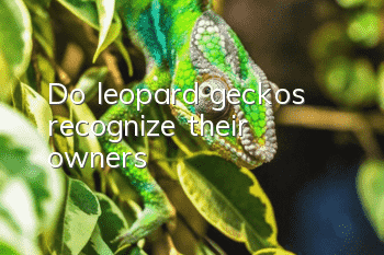 Do leopard geckos recognize their owners?