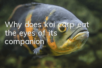 Why does koi carp eat the eyes of its companion?