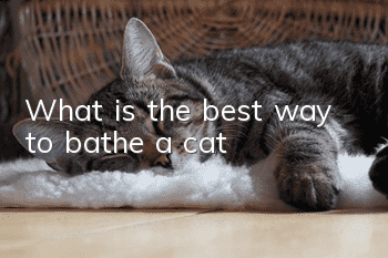 What is the best way to bathe a cat?