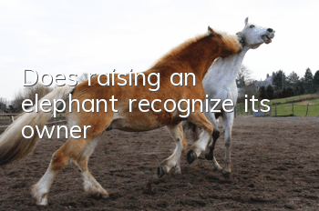 Does raising an elephant recognize its owner?