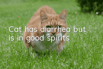 Cat has diarrhea but is in good spirits