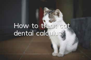 How to treat cat dental calculus