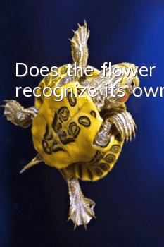 Does the flower turtle recognize its owner?