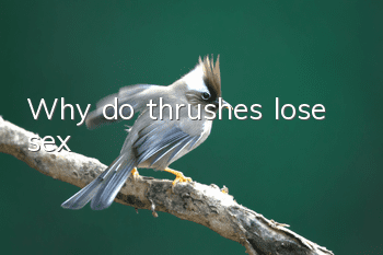 Why do thrushes lose sex?