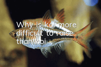 Why is koi more difficult to raise than koi?