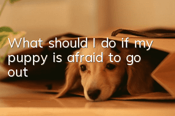 What should I do if my puppy is afraid to go out?