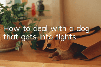 How to deal with a dog that gets into fights