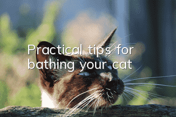 Practical tips for bathing your cat