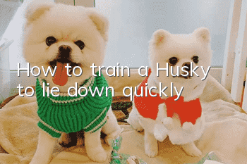 How to train a Husky to lie down quickly